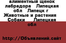 алиментный щенок лабрадора - Липецкая обл., Липецк г. Животные и растения » Собаки   . Липецкая обл.